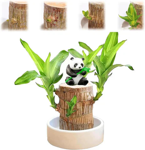 Lucky Brazil Wood Plant 2 pc