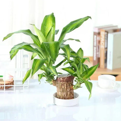 Lucky Brazil Wood Plant 2 pc