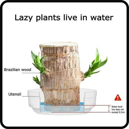Lucky Brazil Wood Plant 2 pc