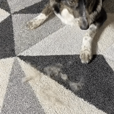 Magic Brush™ — Pet Hair Remover Glove